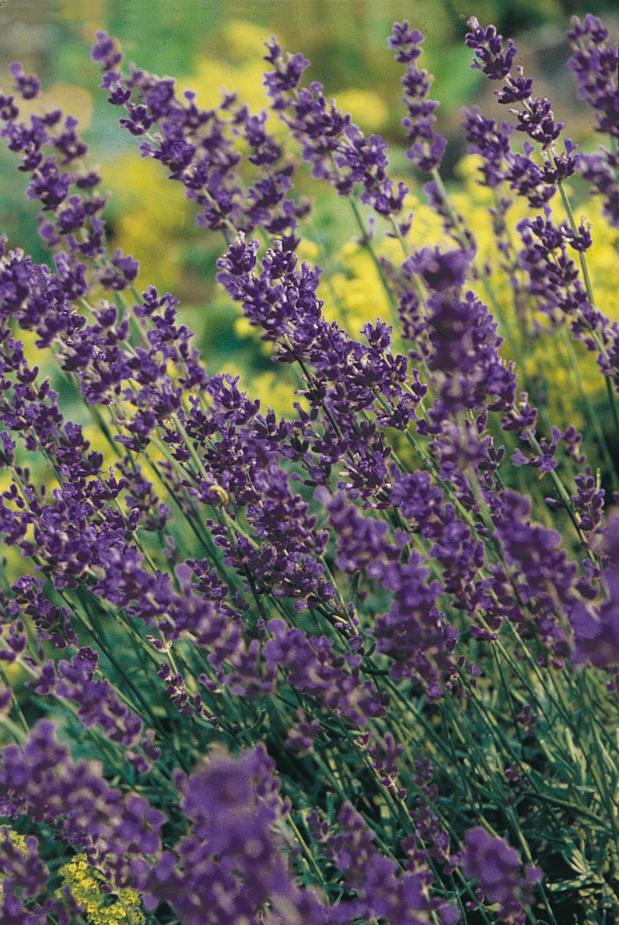 Lavandula-Munstead 1C