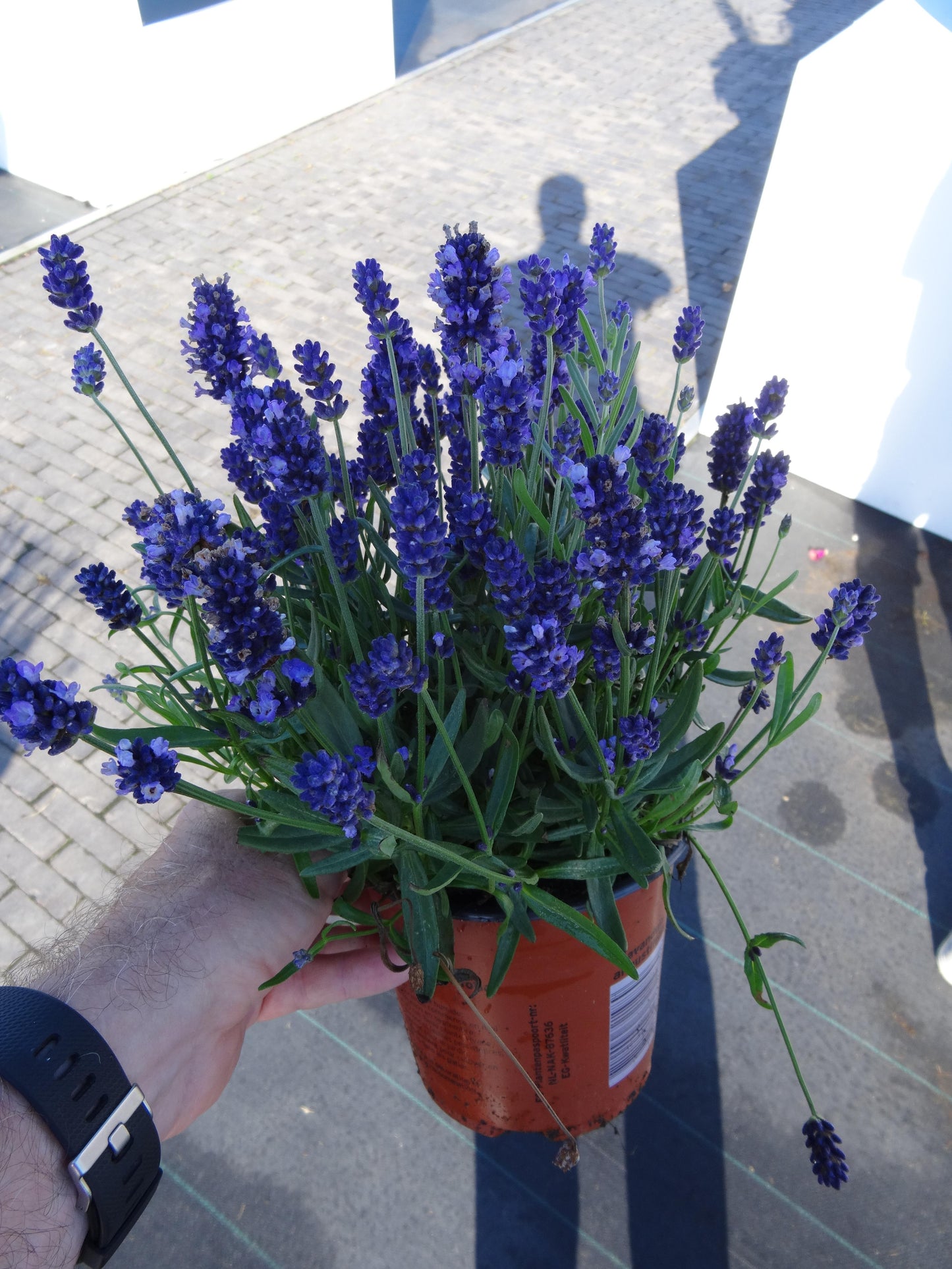 Lavandula-Super Blue 1C