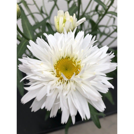 Leucanthemum-Sweet Daisy Rebecca 1C