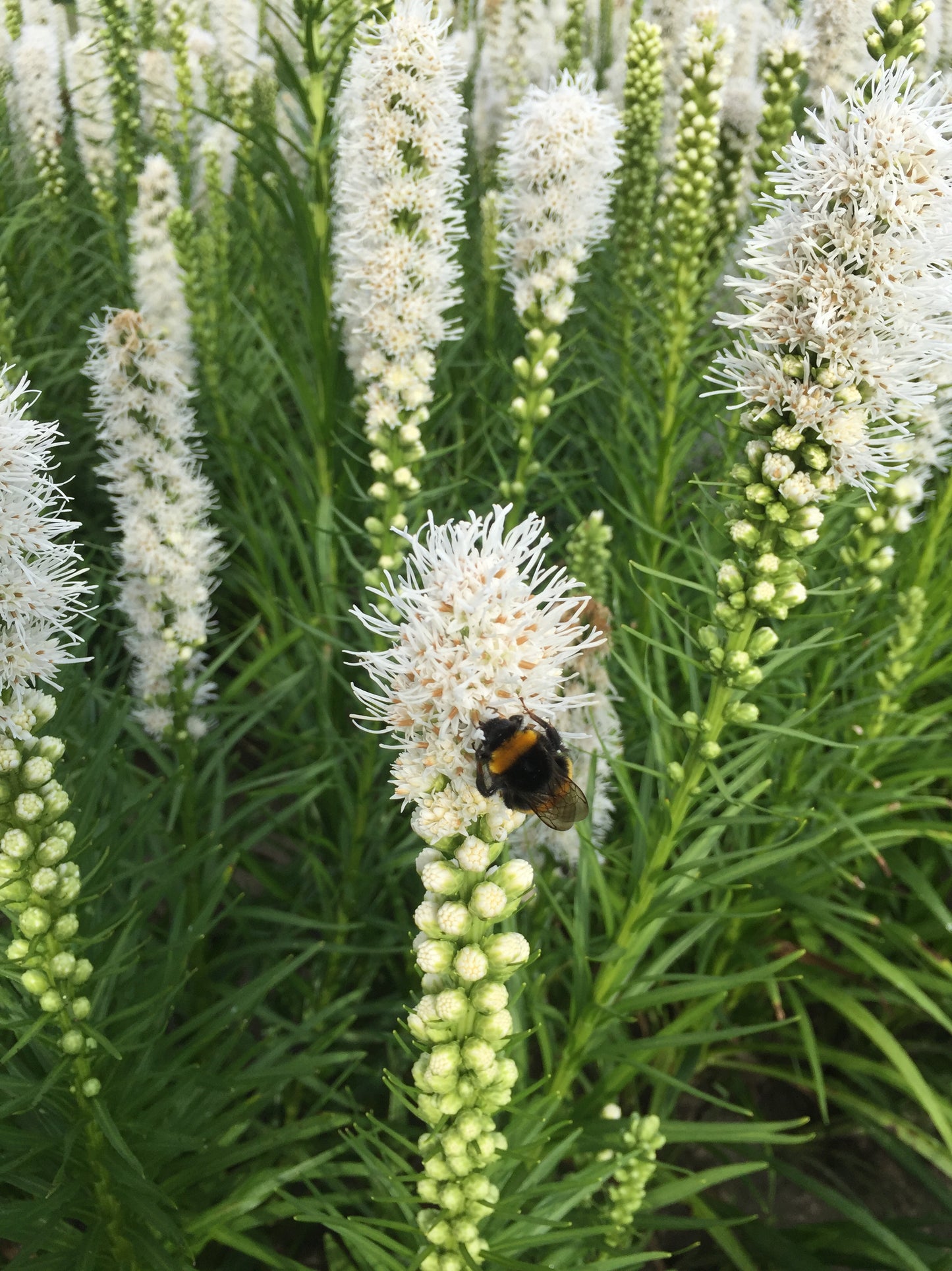 Liatris-Floristan Alba 1C