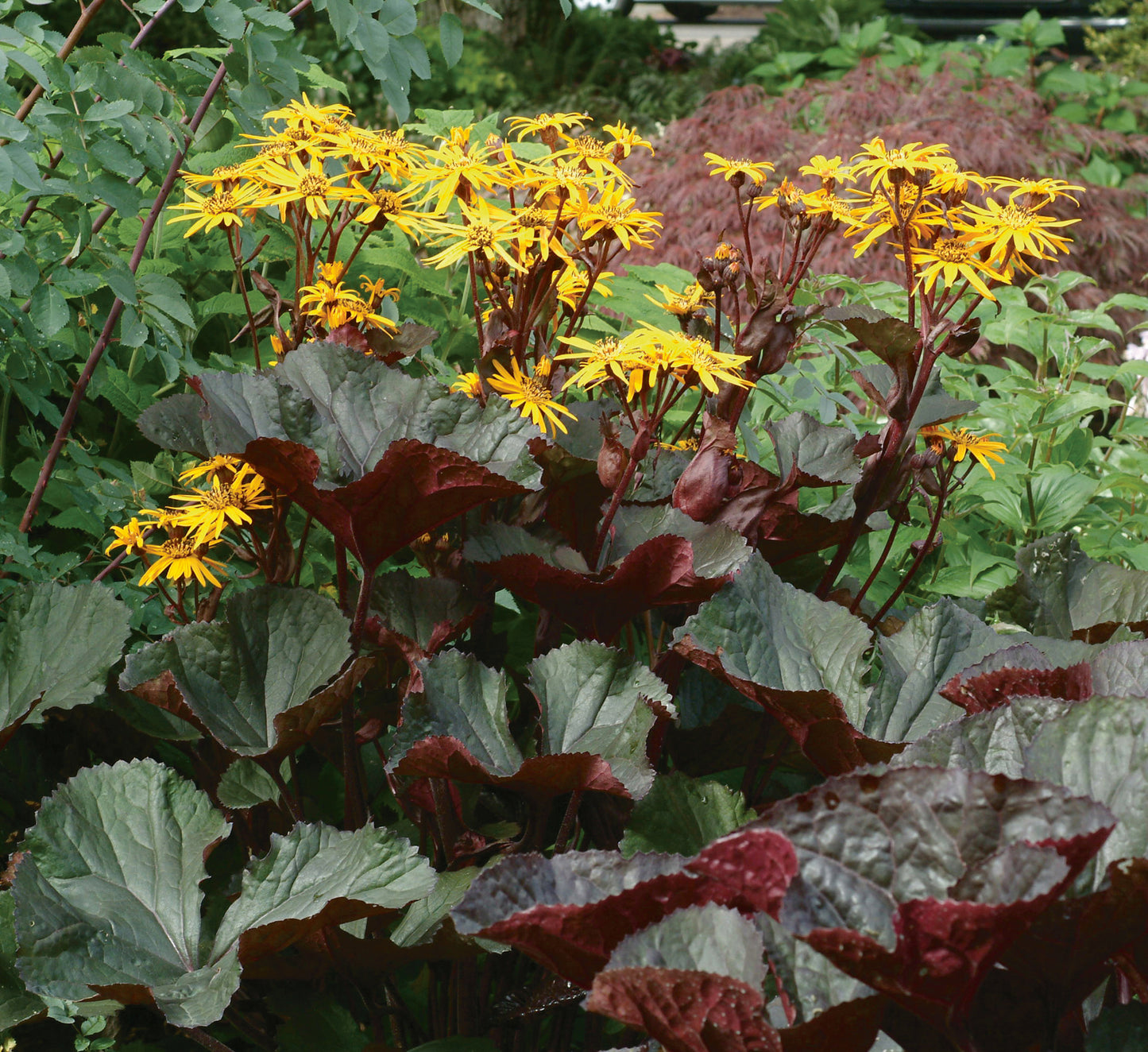 Ligularia-Britt Marie Crawford 1C