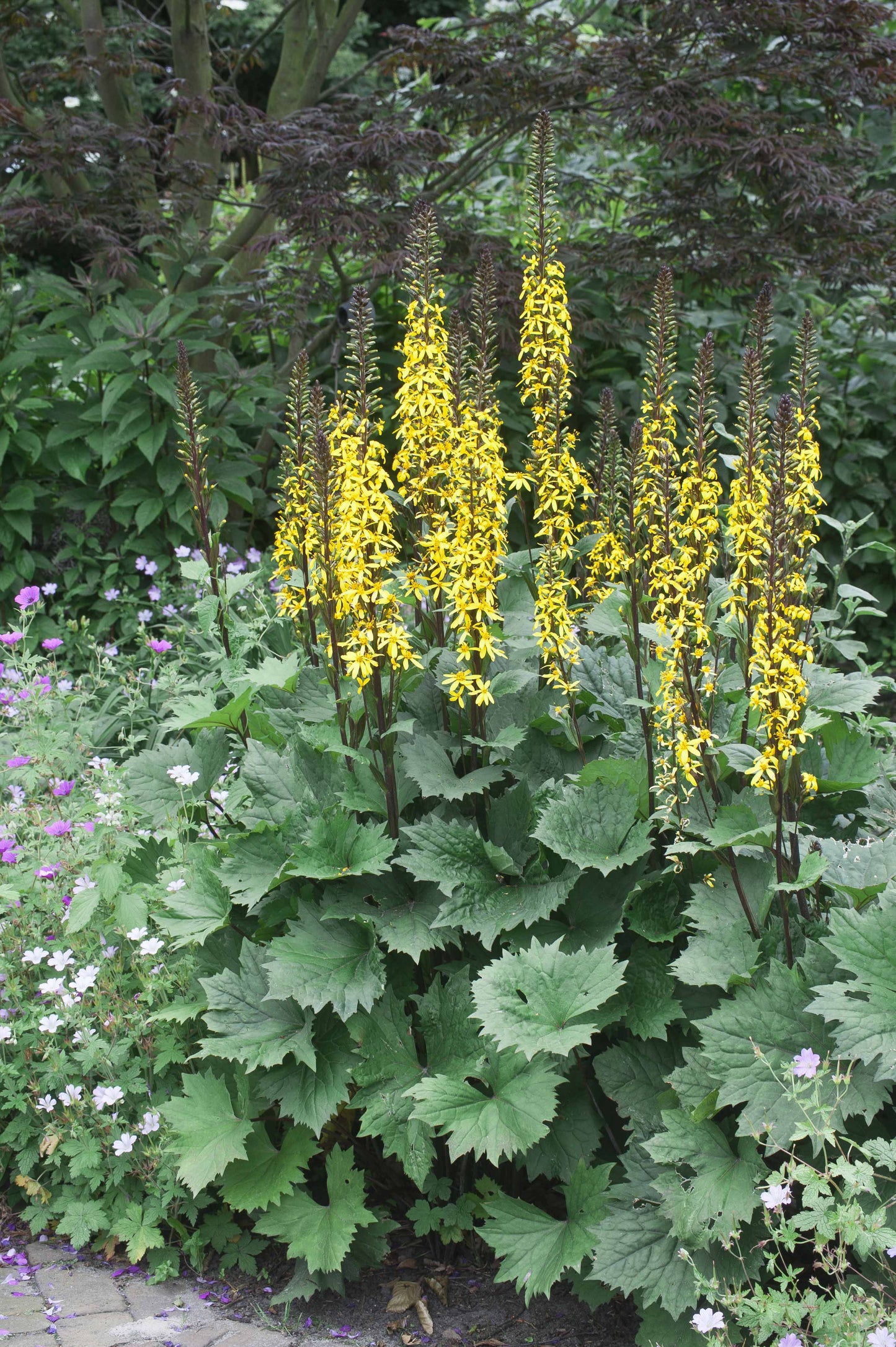 Ligularia-Little Rocket 1C