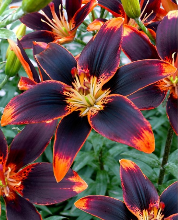 lily forever susan asiatic Lilium-Forever Susan 1C
