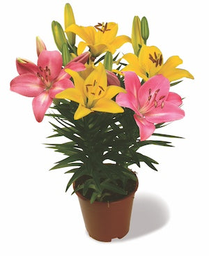 Lilium-Summer Eclipse 3C