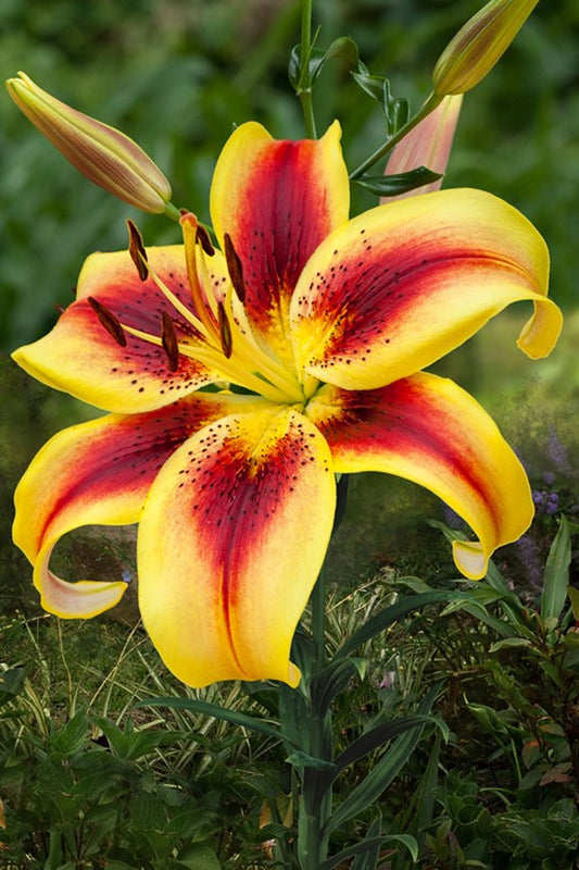 Lilium-Viva La Vida 1C