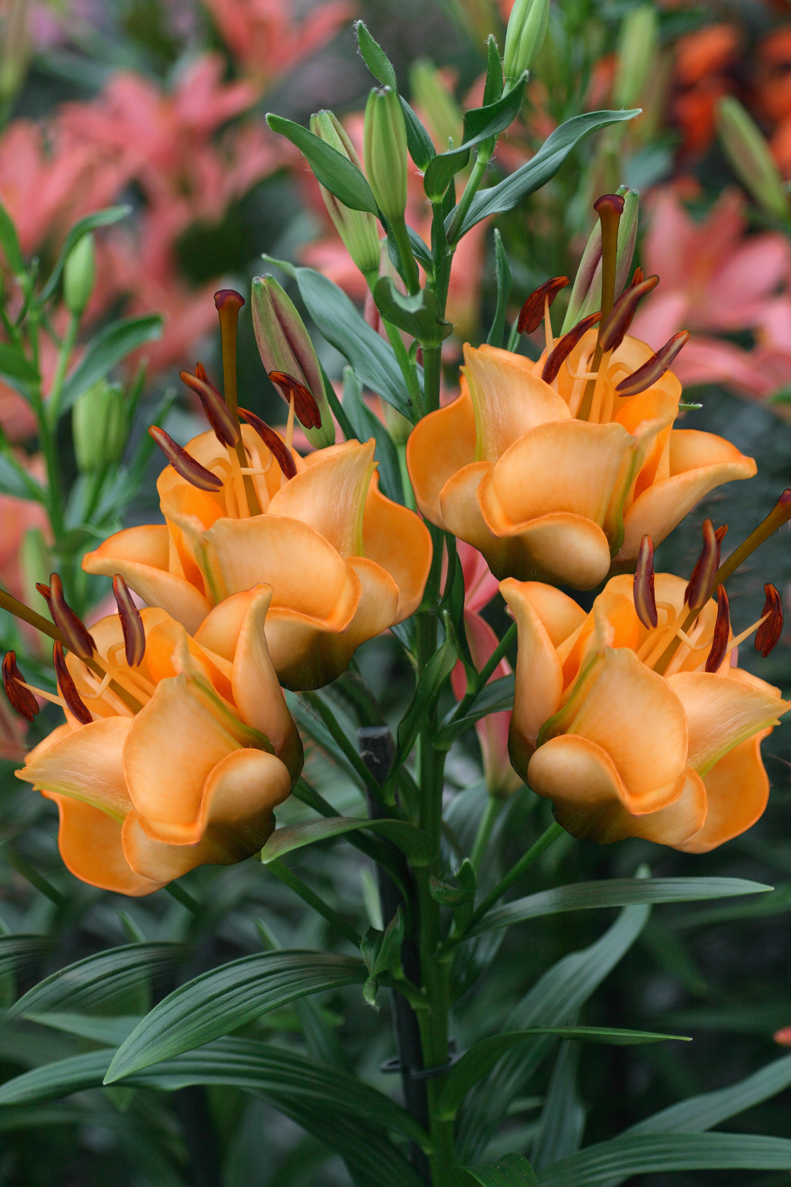 lilium 'apricot fudge' asiatic lily bulb Lilium-Apricot Fudge 1C