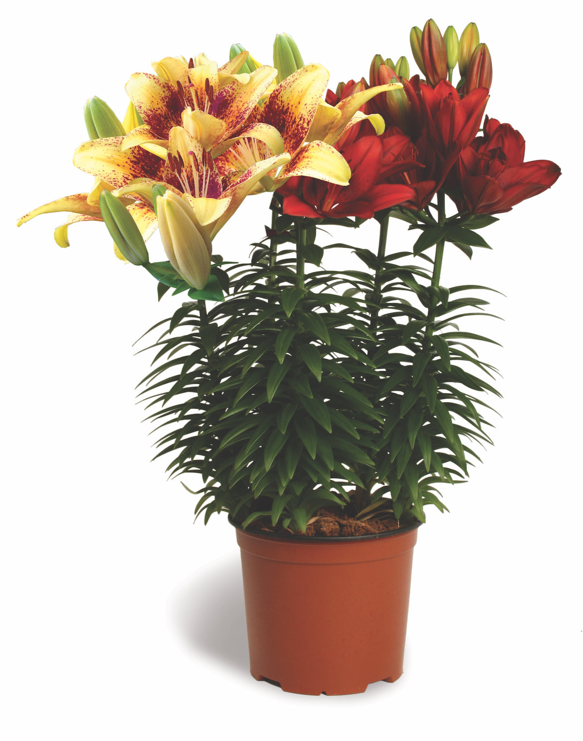 tiny nugget asiatic lily Lilium-Bloom Fusion Tanager 3C – Country Arbors Nursery