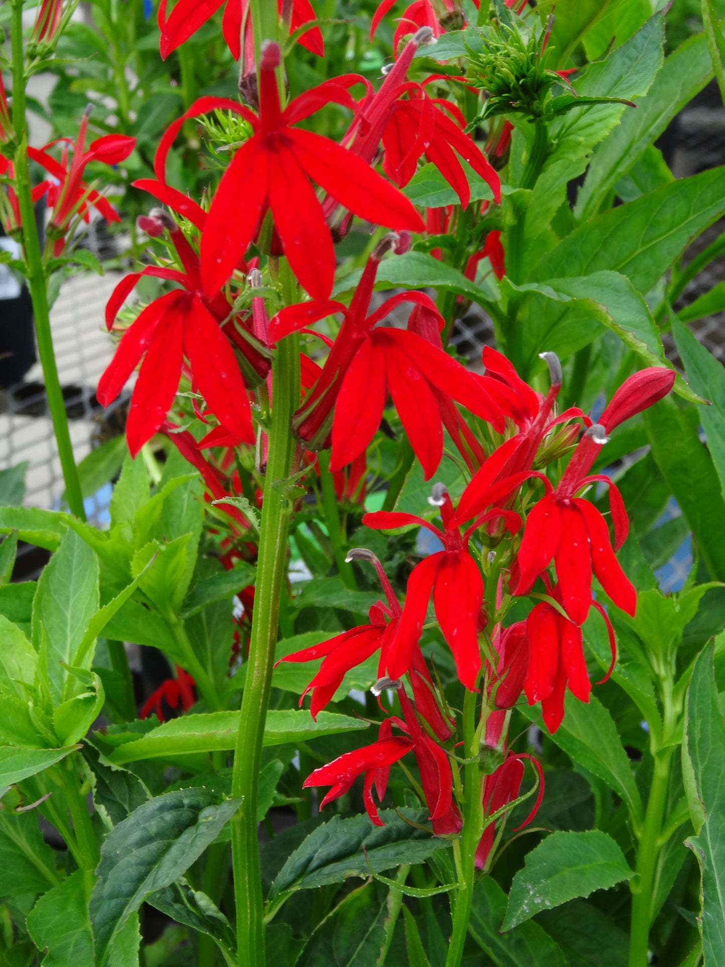Lobelia-Cardinal 1C