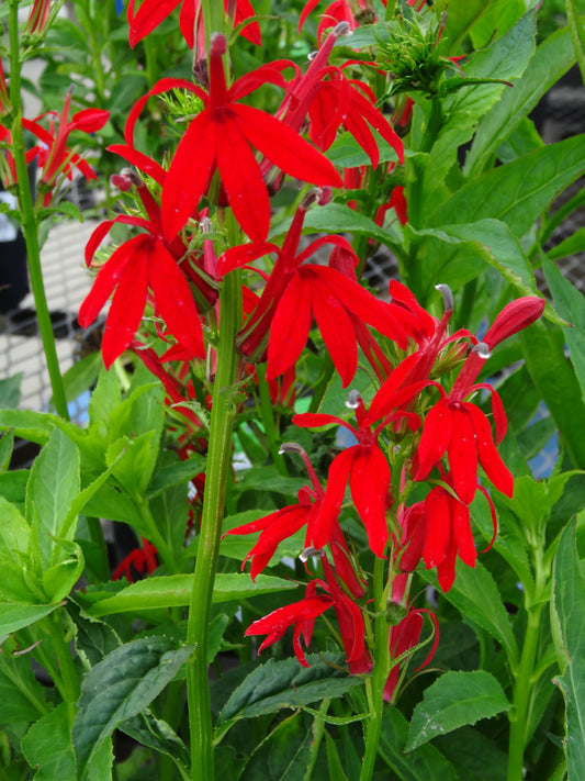 Lobelia-Cardinal 1C