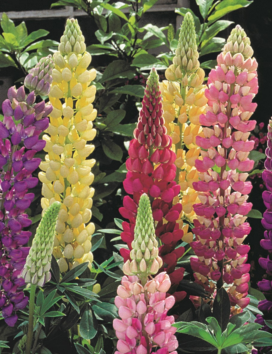 Lupinus-Gallery Mix 1C