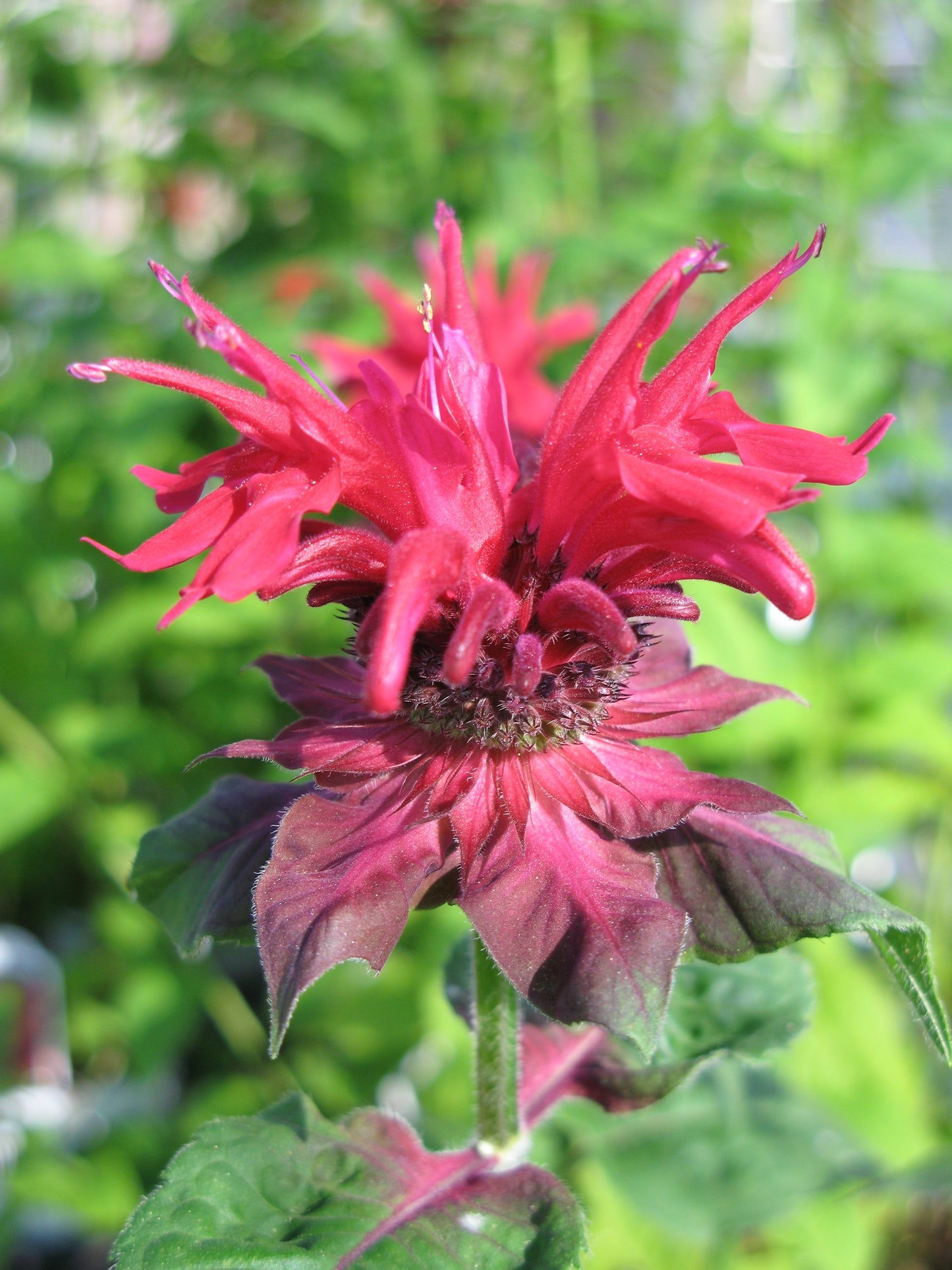 Monarda-Fireball 1C