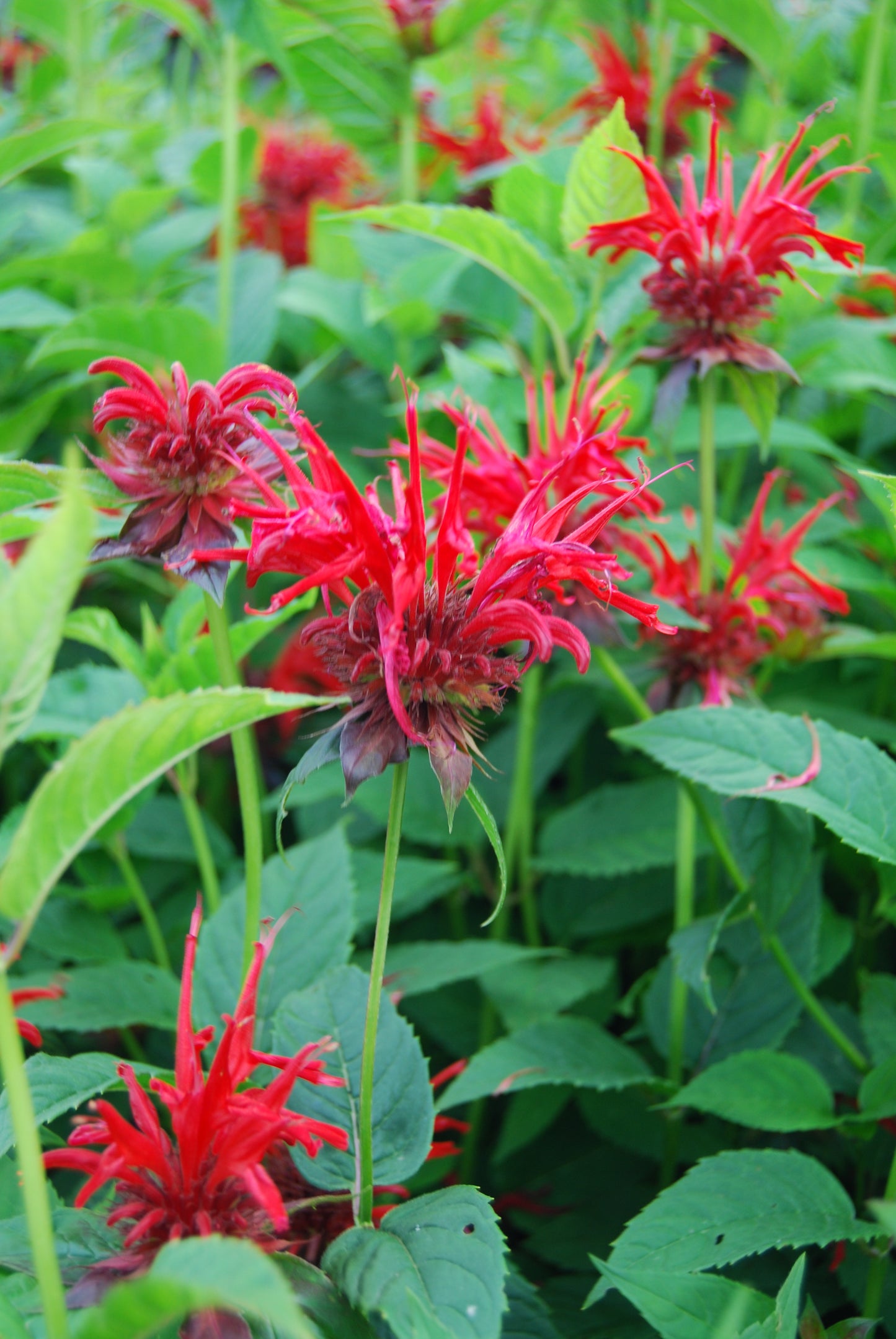 Monarda-Jacob Cline 1C