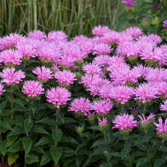 Monarda-Pink Frosting 1C