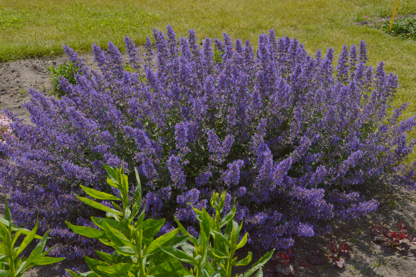 Nepeta-Junior Walker 1C