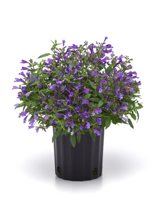 Nepeta-Purple Prelude 1C