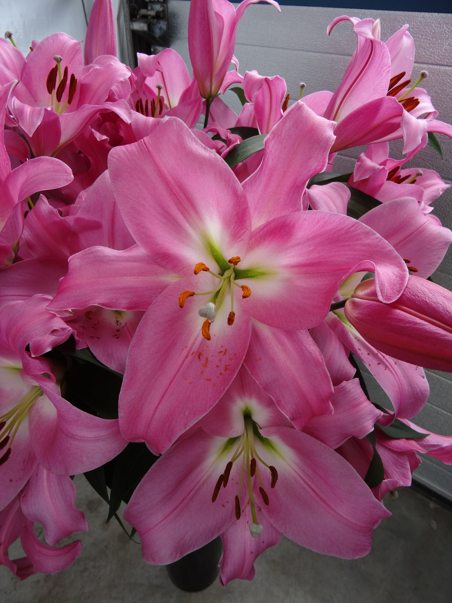 Lilium-Tabledance 1C