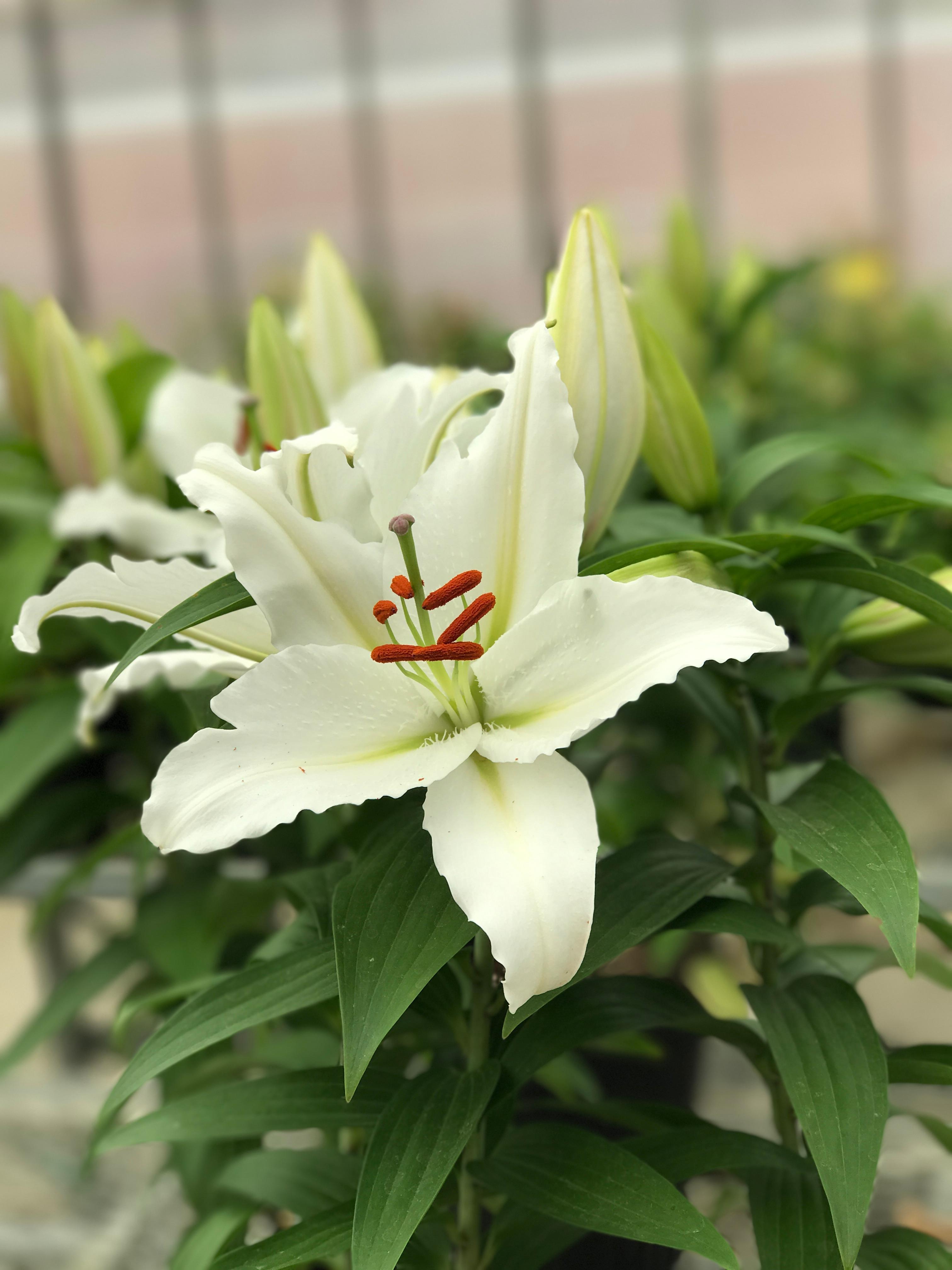 large white lily plant Lilium-Casa Blanca 1C – Country Arbors Nursery