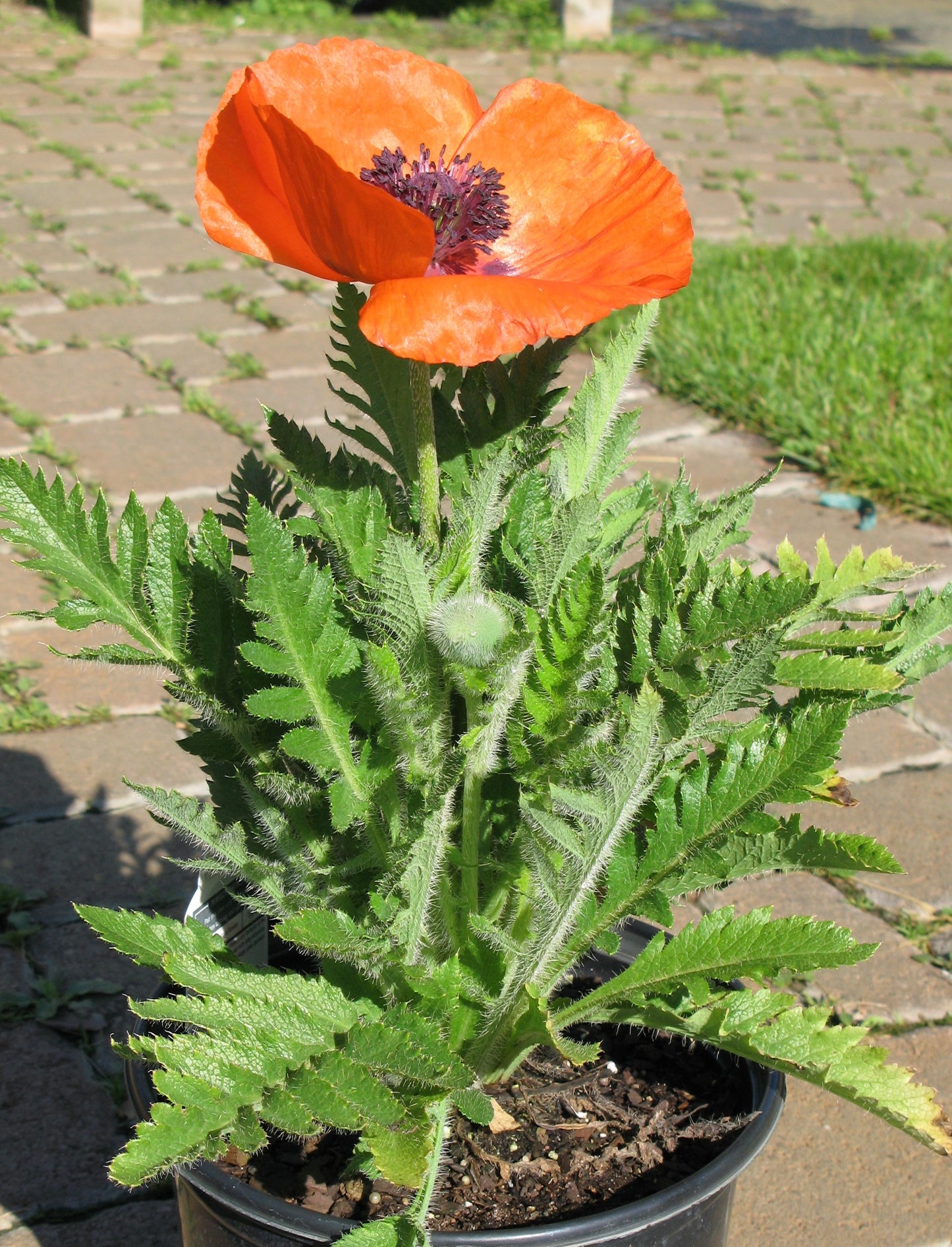 Papaver-Prince of Orange 1C