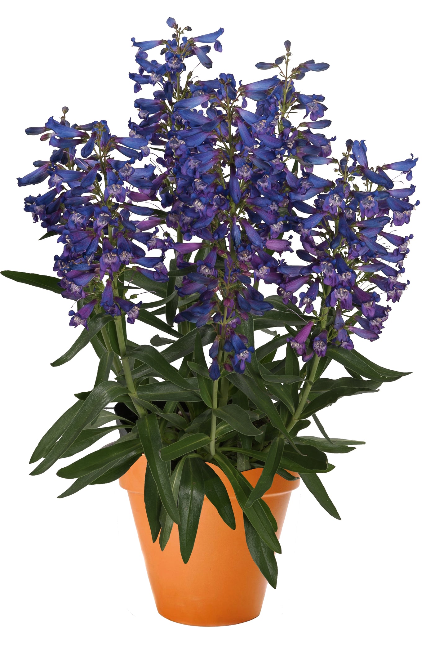 Penstemon-Pristine Blue 1C