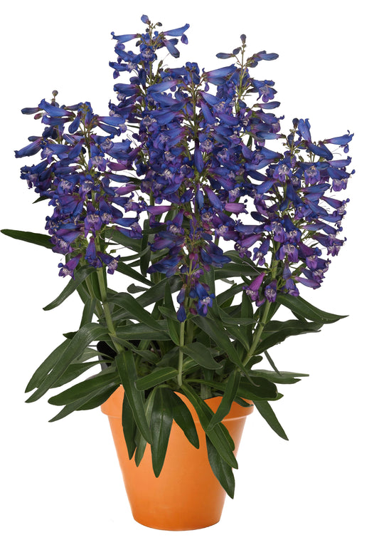 Penstemon-Pristine Blue 1C