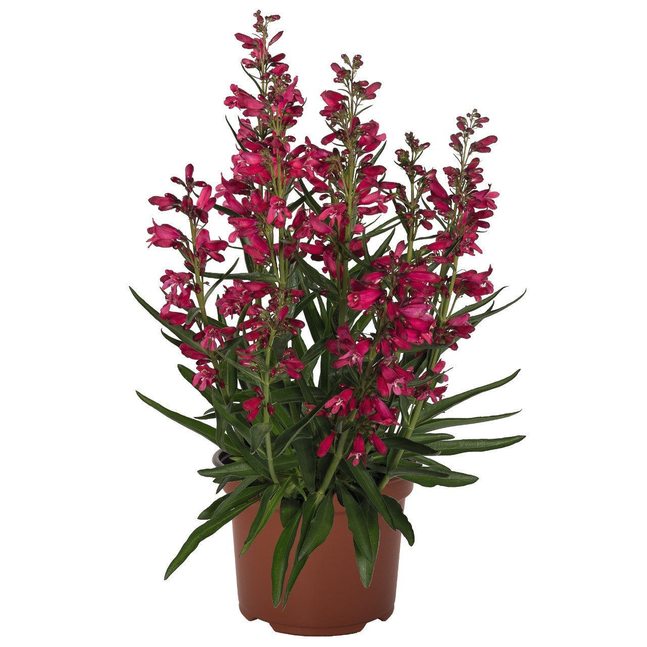 Penstemon-Pristine Deep Rose 1C