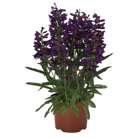Penstemon-Pristine Lila Purple 1C