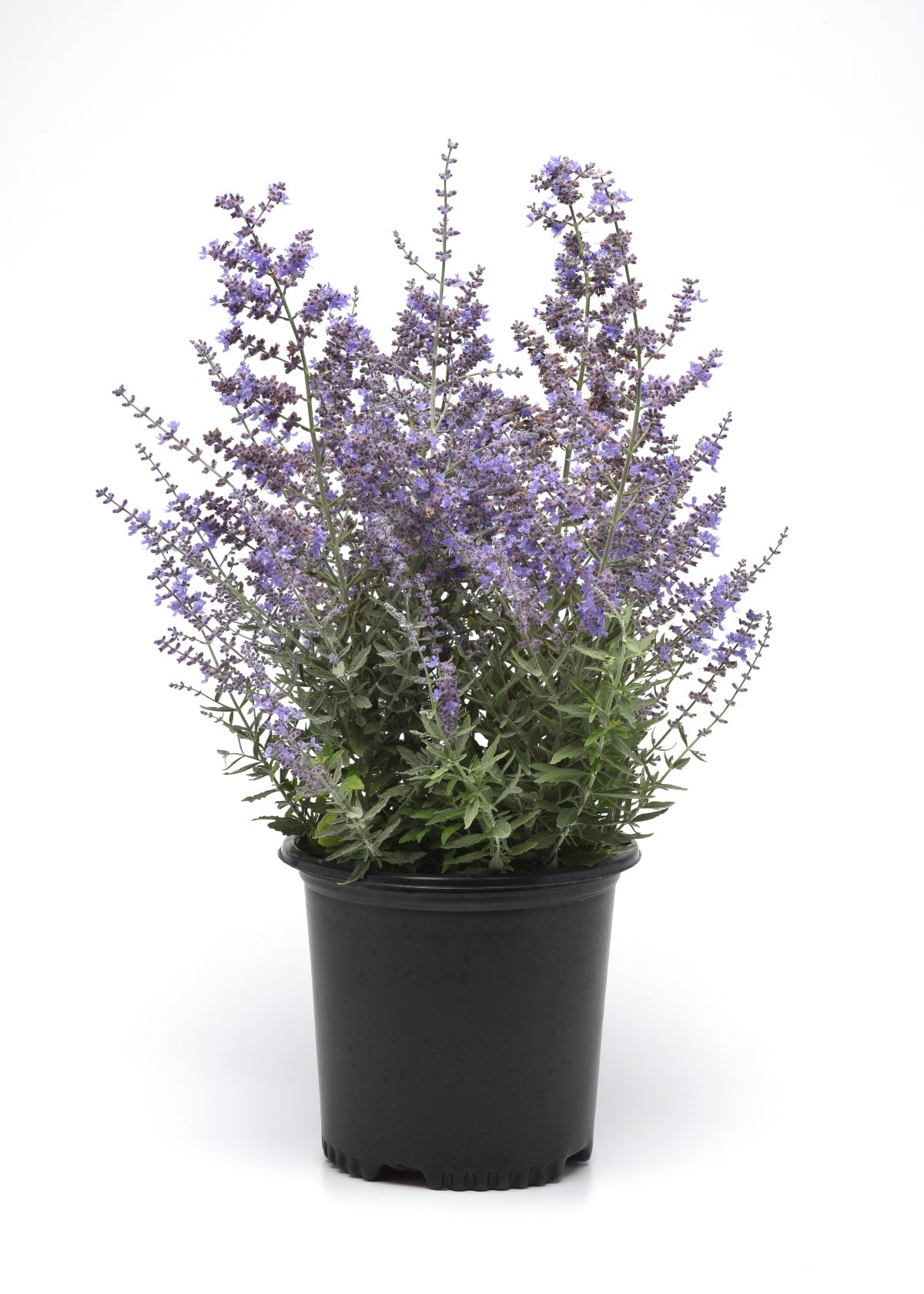 Perovskia-Bluesette 1C