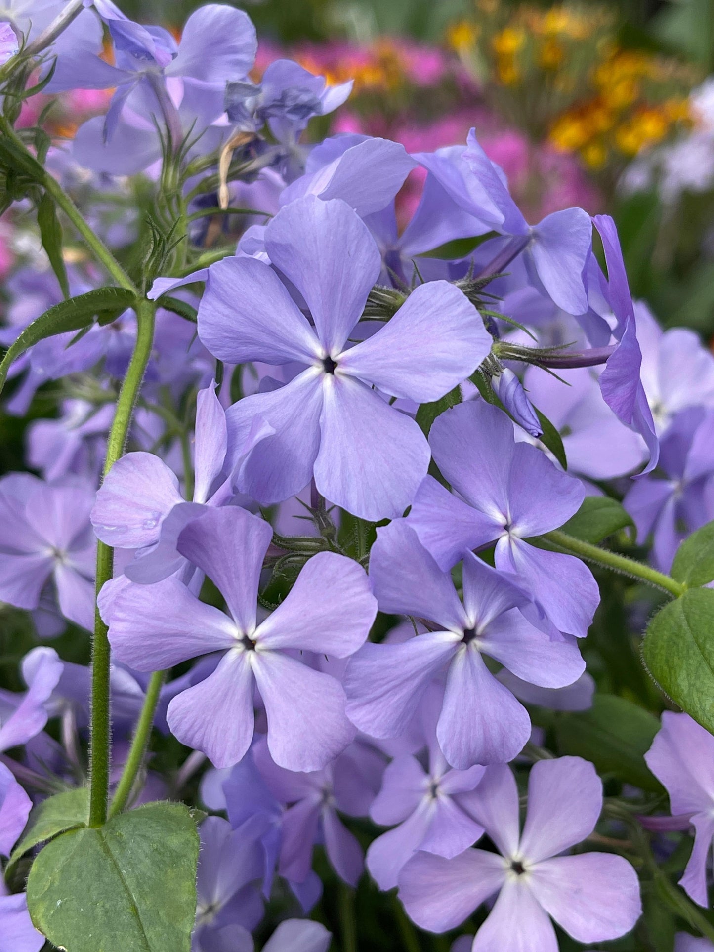 Phlox-Blue Moon 1C
