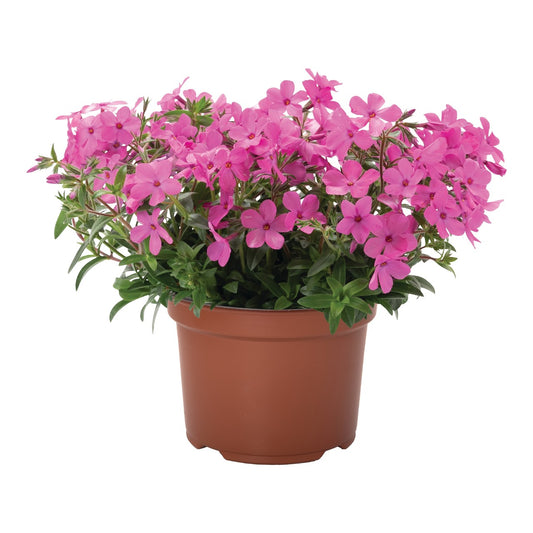 Phlox-Woodlander Pink 1C