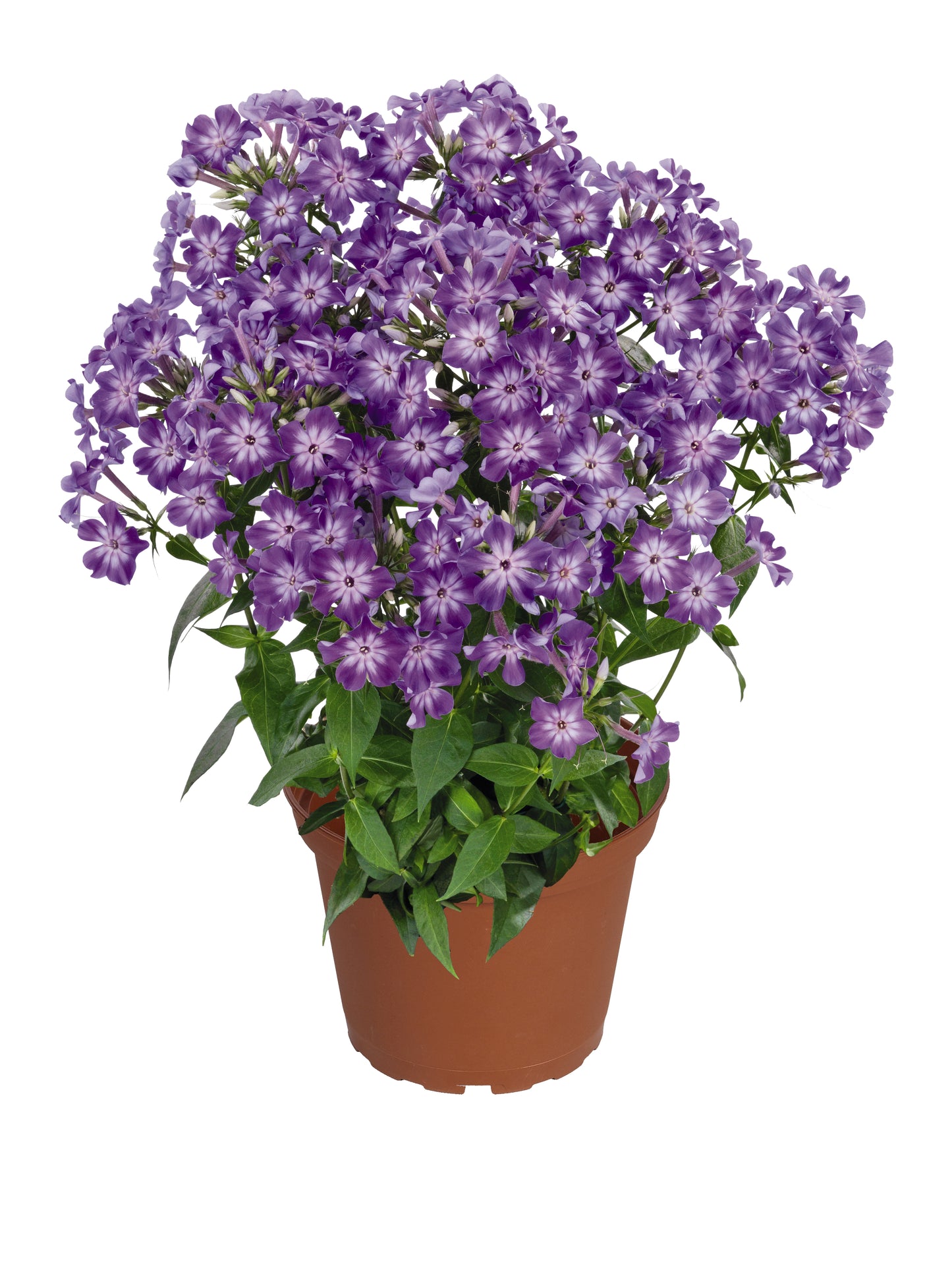Phlox-Early Purple Eye 1C