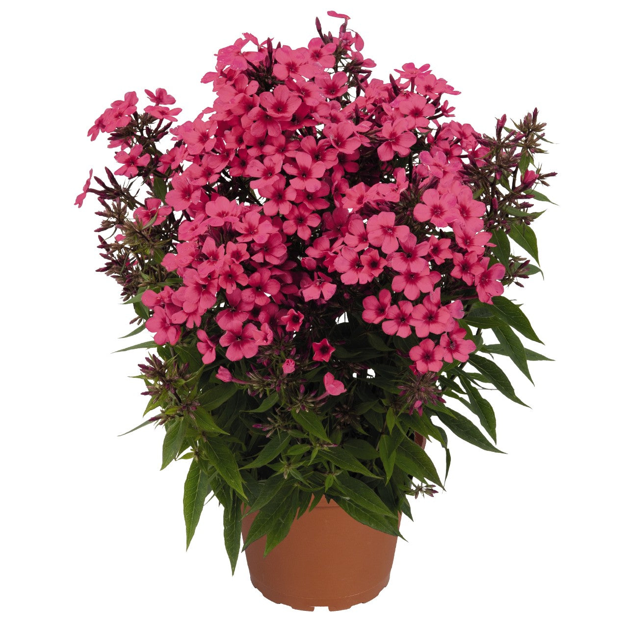 Phlox-Flame Coral 1C