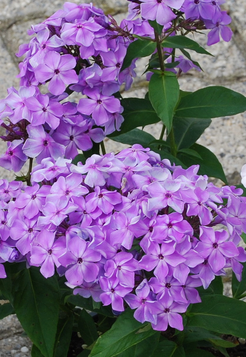 Phlox-Flame Purple 1C