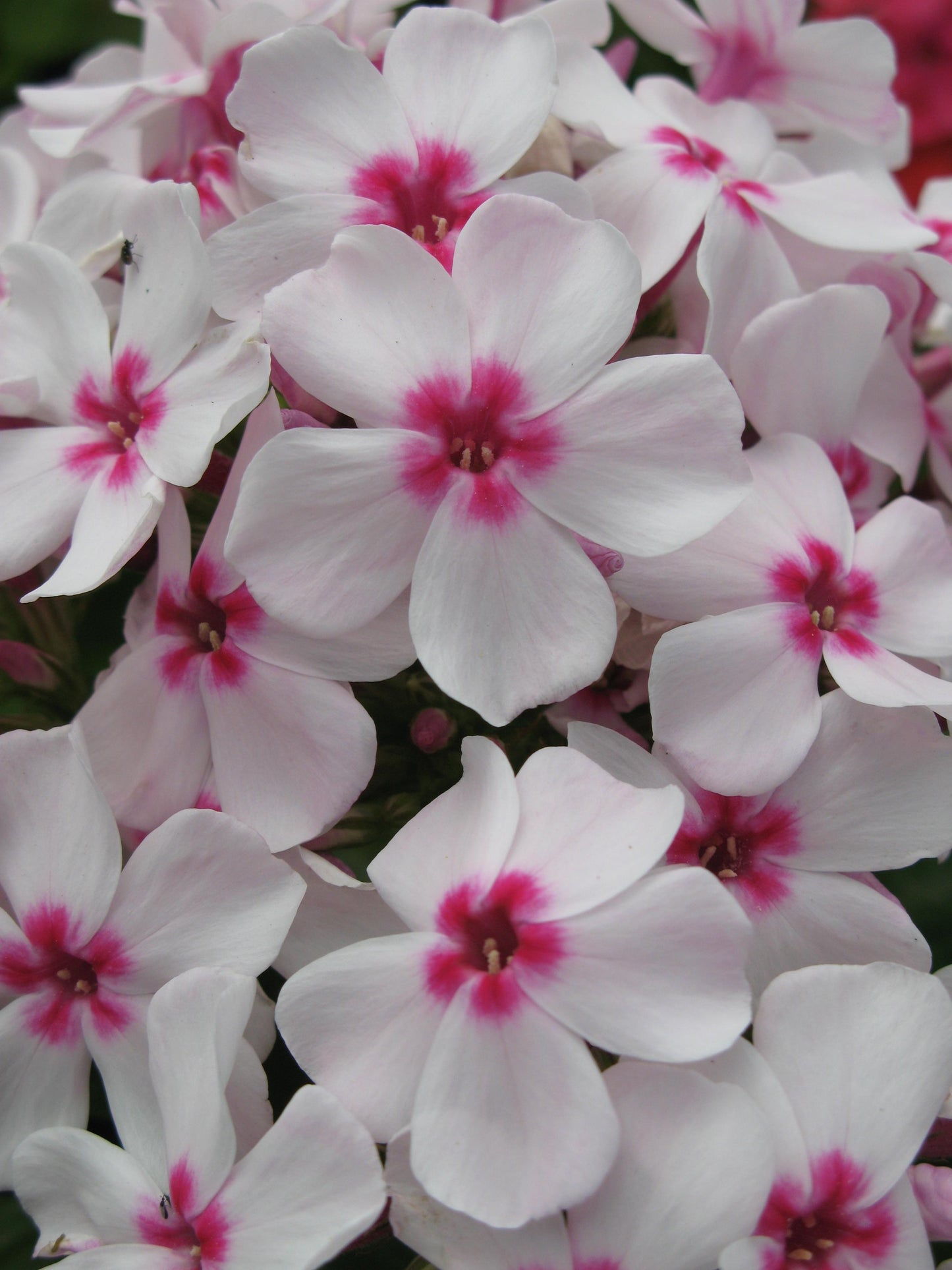 Phlox-Flame White Eye 1C