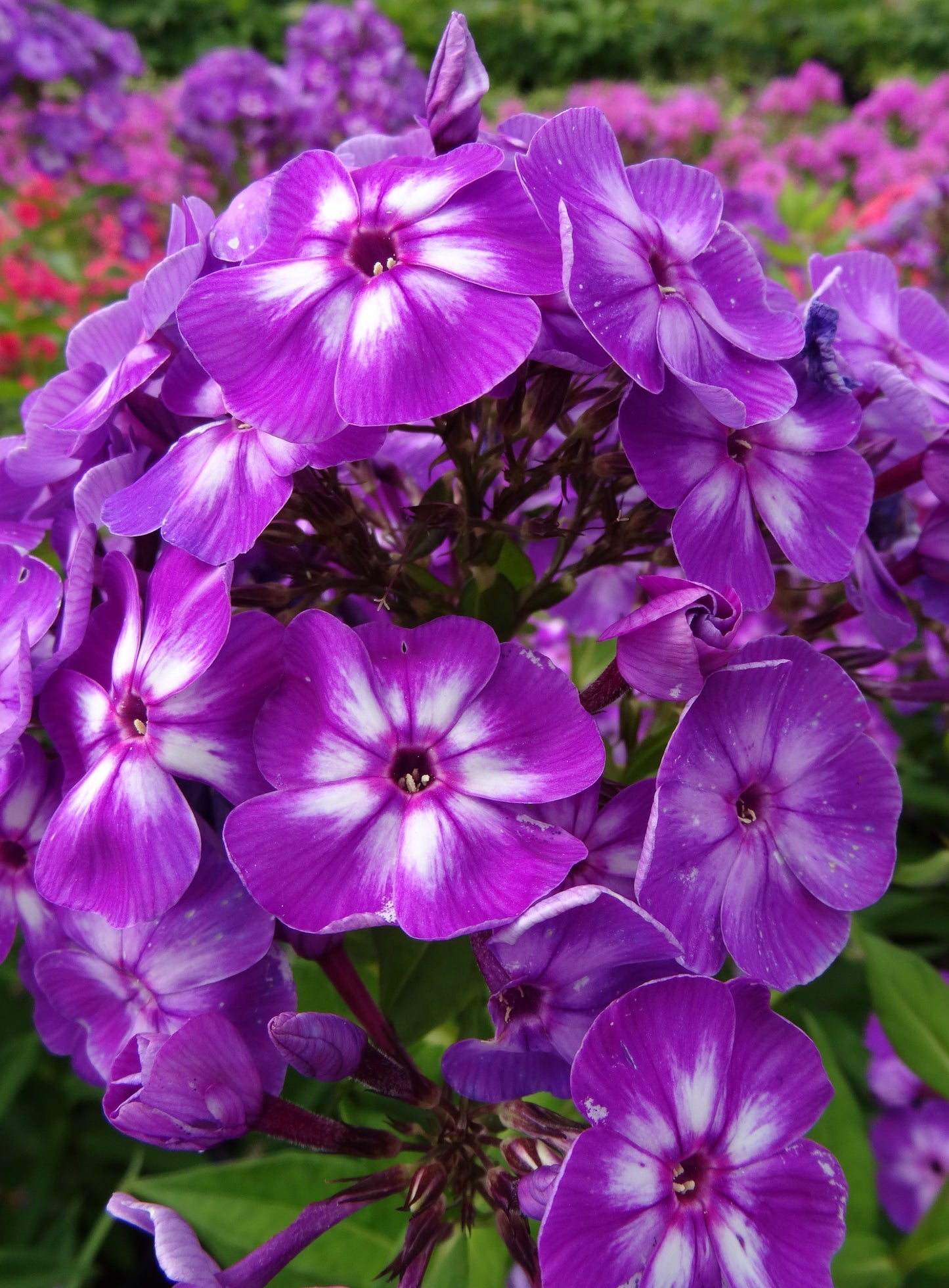 Phlox-Laura 1C