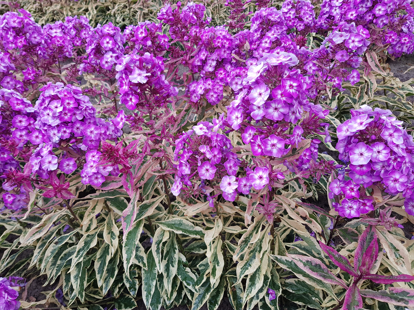 Phlox-Olympus 1C