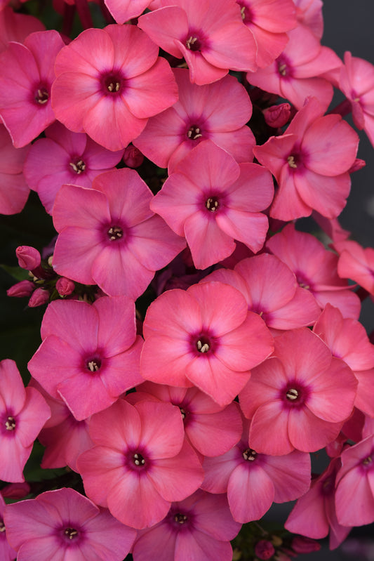 Phlox-Super Ka-Pow Coral 1C