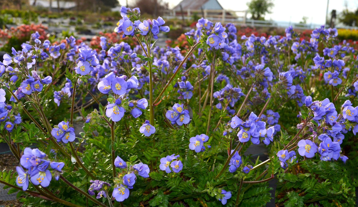 Polemonium-Hurricane Ridge 1C