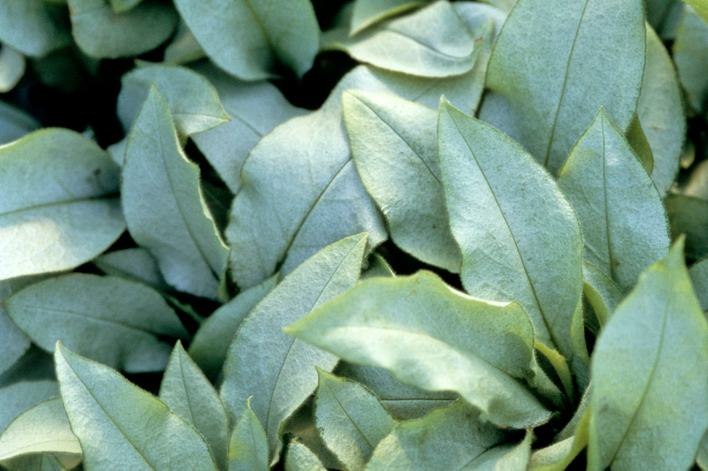 Pulmonaria-Majeste 1C