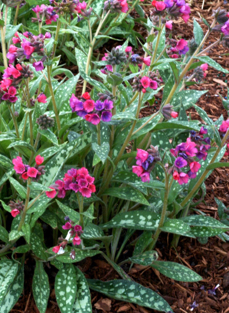 Pulmonaria-Raspberry Splash 1C