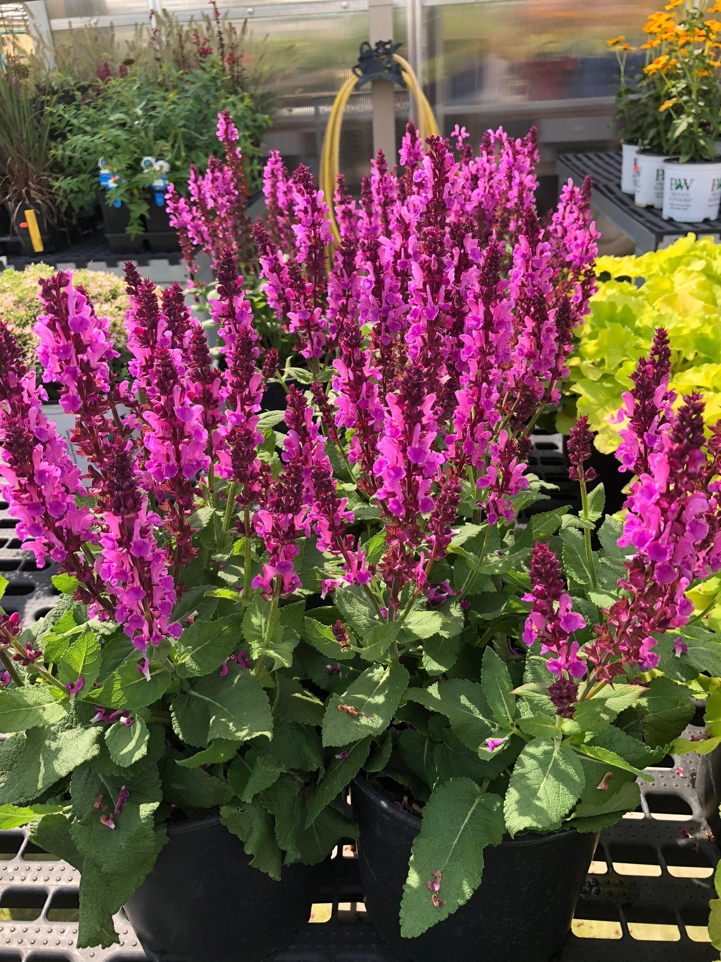 Salvia-Deep Rose Improved 1C