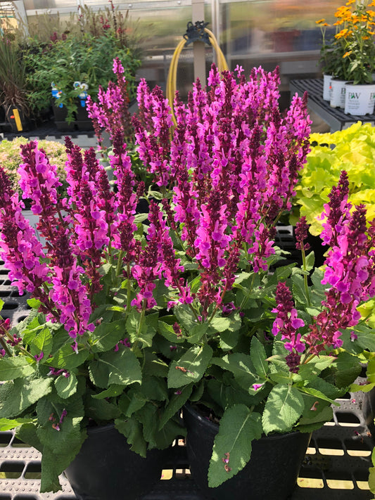 Salvia-Deep Rose Improved 1C