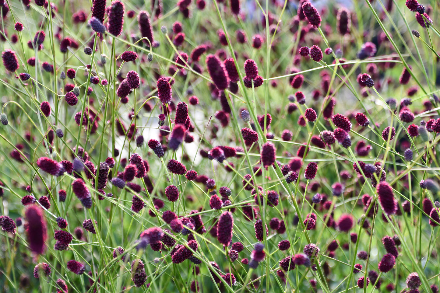 Sanguisorba-Plum Drops 1C