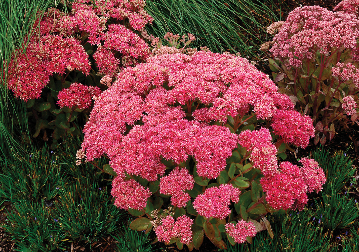 Sedum-Mr. Goodbud 1C