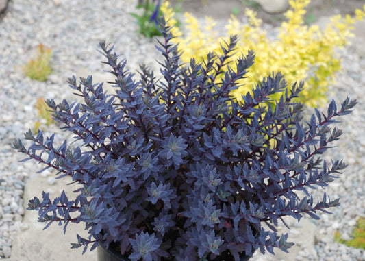 Sedum-Sapphire Tuffet 1C
