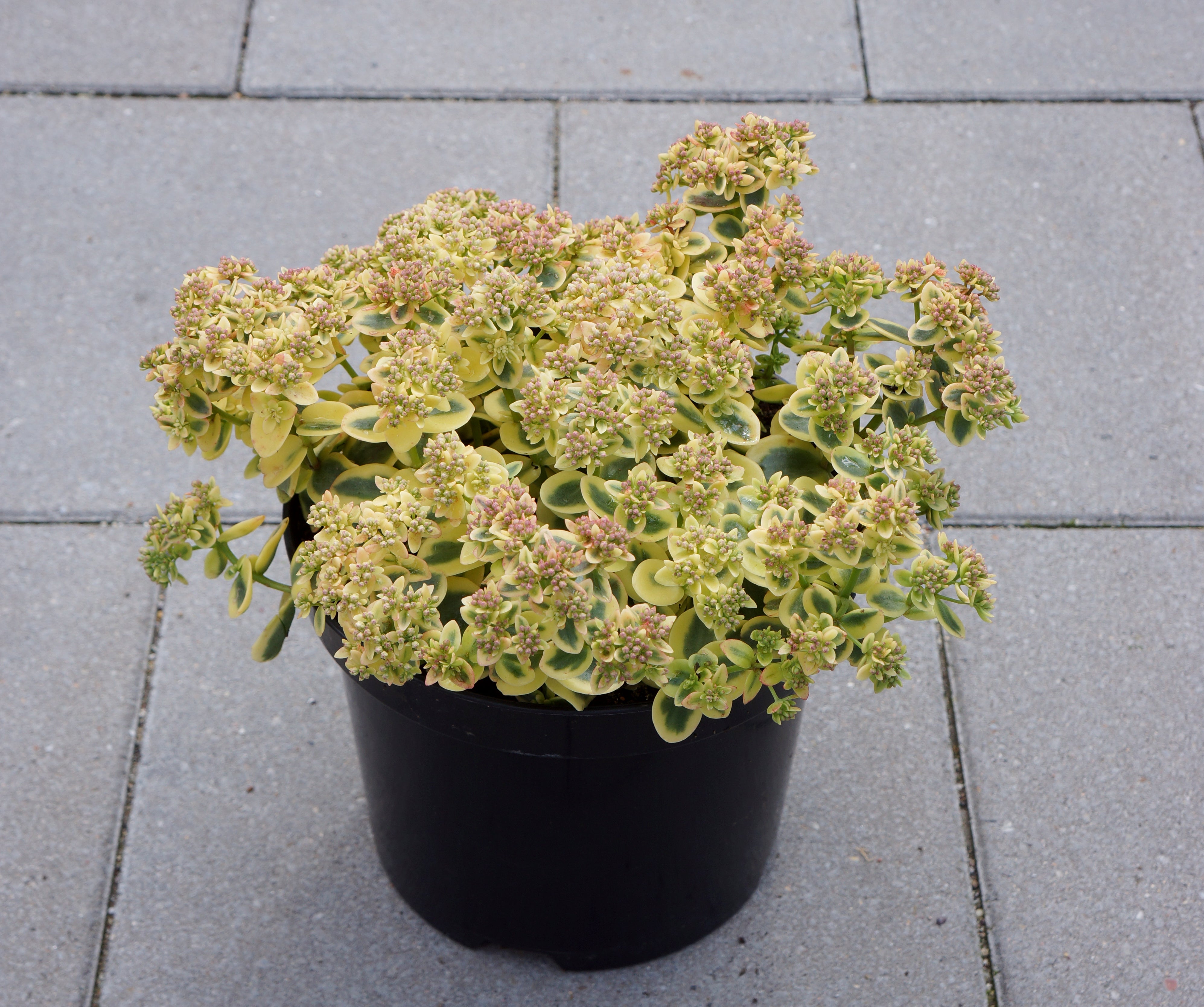 Sedum-Lime Twister 1C – Country Arbors Nursery