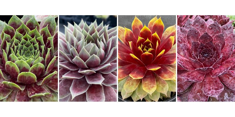 chick charms succulents Sempervivum-Chick Charms Mix 1C