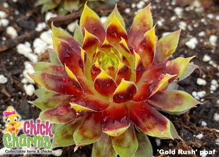 gold succulent plant Sempervivum-Gold Rush 1C – Country Arbors Nursery