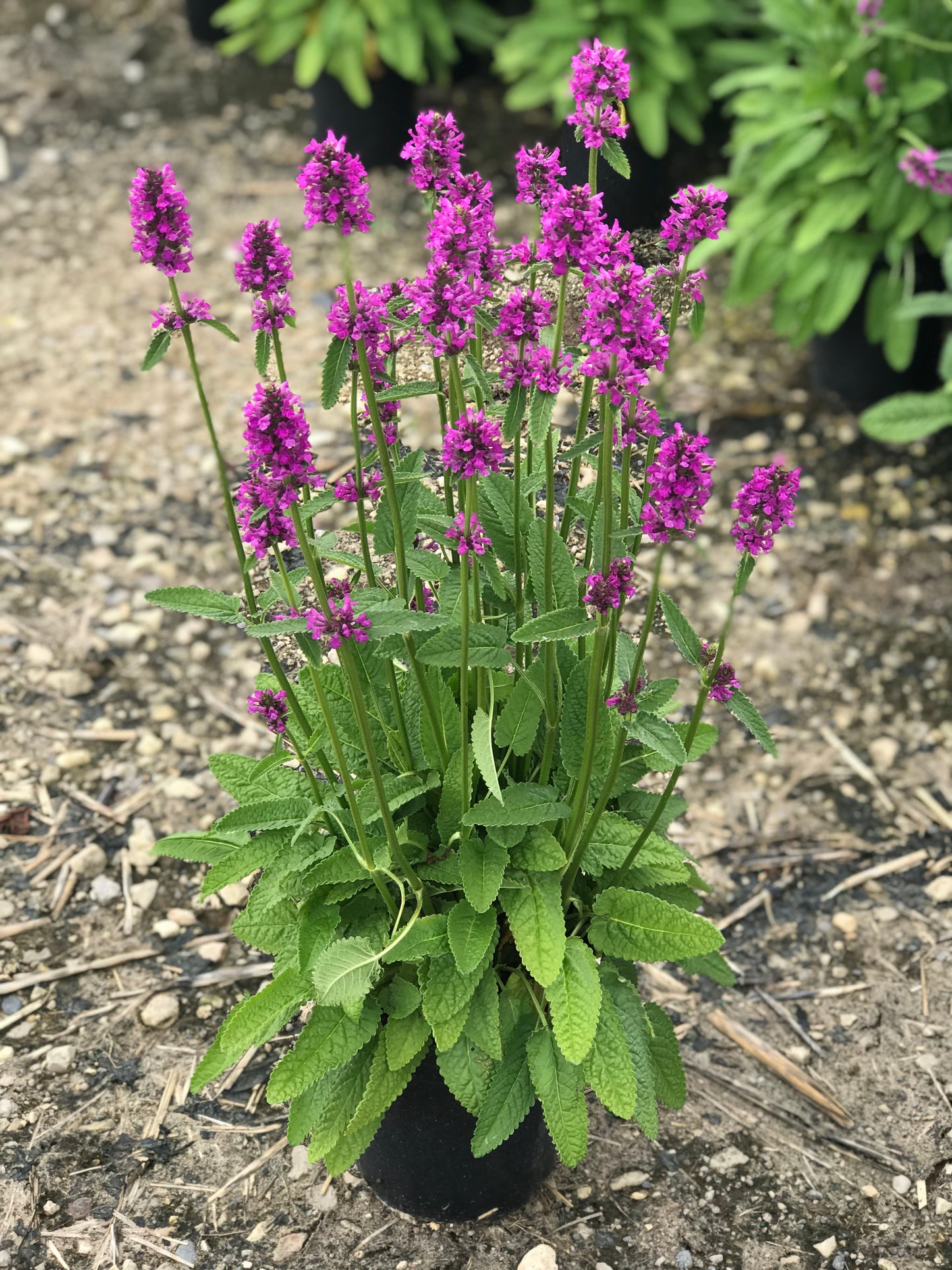 Stachys-Hummelo 1C