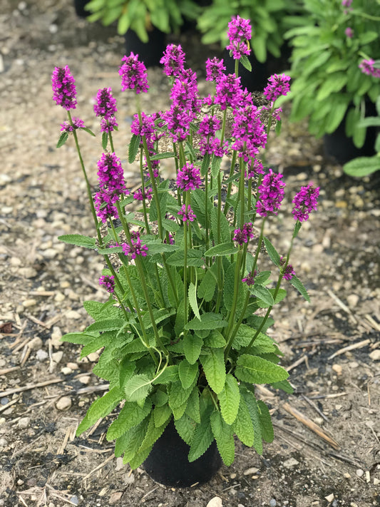 Stachys-Hummelo 1C