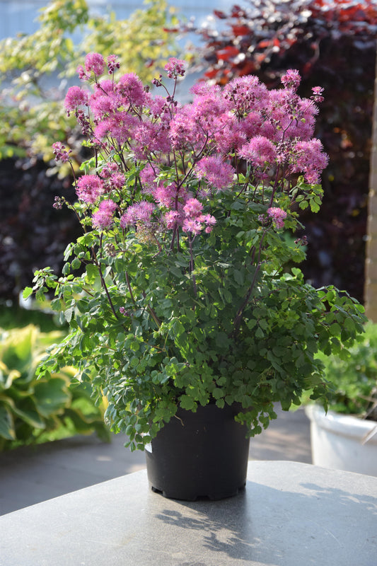Thalictrum-My Little Favorite 1C